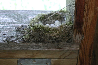Bird nest in wildlife blind on Beaver Lake